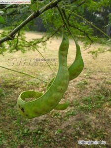 Black-locust-Chinese-honey-locust-Gleditsia-sinensis