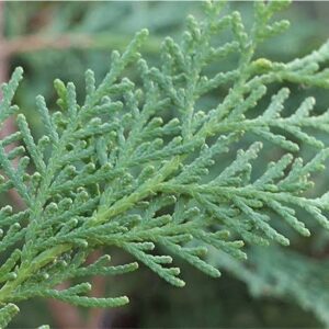 Chinese thuja / Chinese-arborvitae-biota-Oriental-thuja-Oriental-arborvitae 