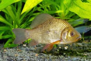 Crucian carp 