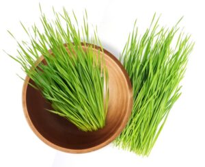 Fresh-wheatgrass