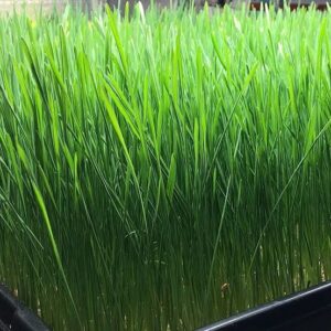 Fresh-wheatgrass