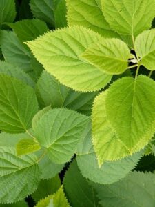 Hibiscus-leaves 