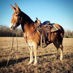 mule