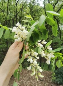 Pagoda-tree-Chinese-scholar-tree