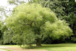 Pagoda-tree-Chinese-scholar-tree