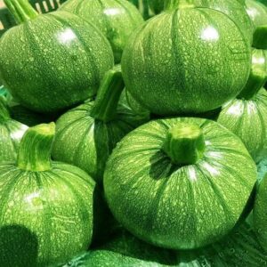 Round-Zucchini-Summer-Squash