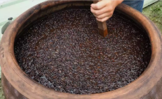 vat of fermenting soybeans