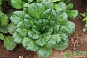 Tatsoi-Rosette-Bok-Choy-Wutacai