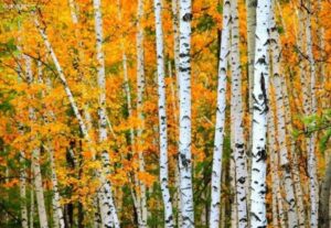 White-birch-tree