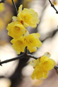 Wintersweet-flowers 