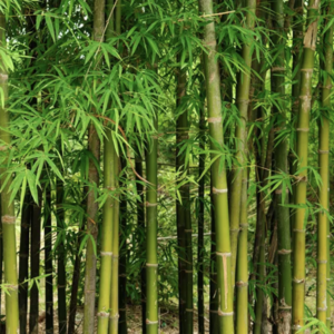 bamboo