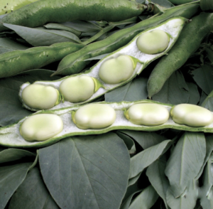 broad-beans