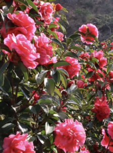camellias