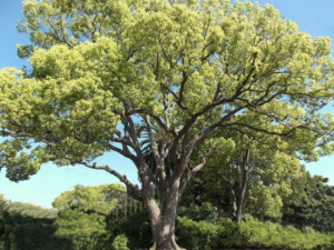 camphor-tree