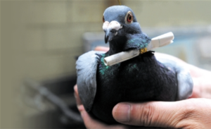 carrier-pigeon
