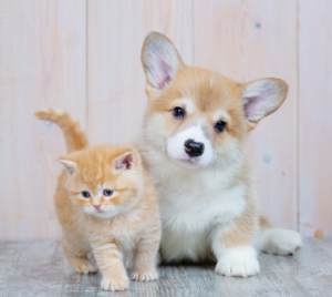 cat-and-dog-photo