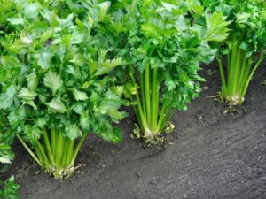 celery