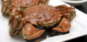 chinese-mitten-crab