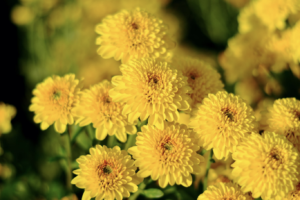 chrysanthemums