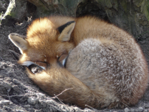 fox-curled-up