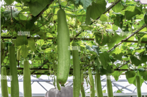 gourd-rack