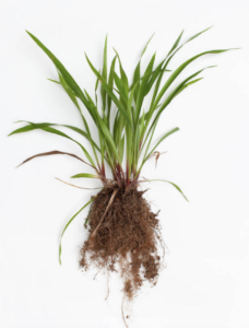 grass-roots