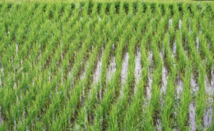 green-and-lush-rice-seedlings