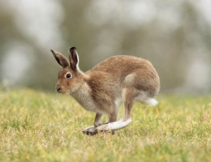 hare