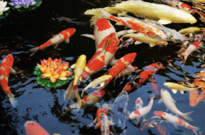 koi