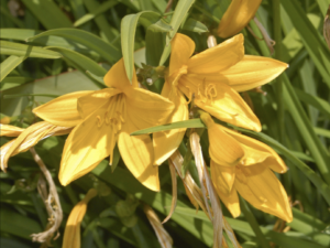 long-yellow-daylilies