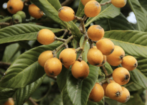 loquat-fruit