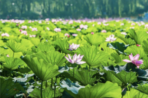 lotus-flowers-2