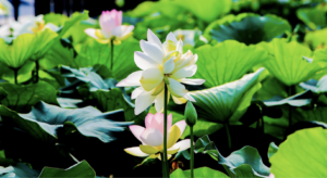 lotus-flowers