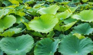 lotus-leaves