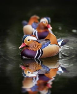 mandarin-ducks
