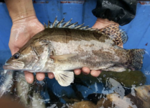 mandarin-fish