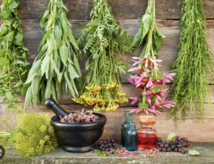 medicinal-herbs