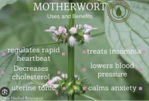 motherwort-2