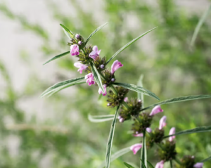 motherwort