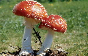 mushroom