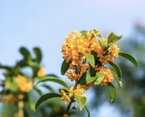 osmanthus