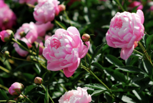 peony