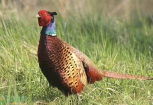 pheasant