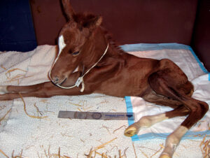premature-foal