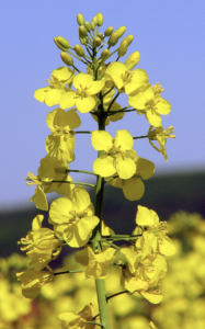 rapeseed