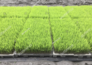 rice-seedling-bed