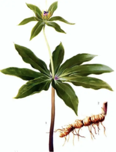 seven-leaf-flowers