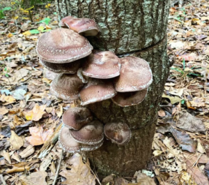 shiitake-mushroom-mycellium