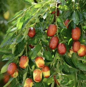 sour-dates