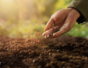 growing-seedlings-sowed-closely
